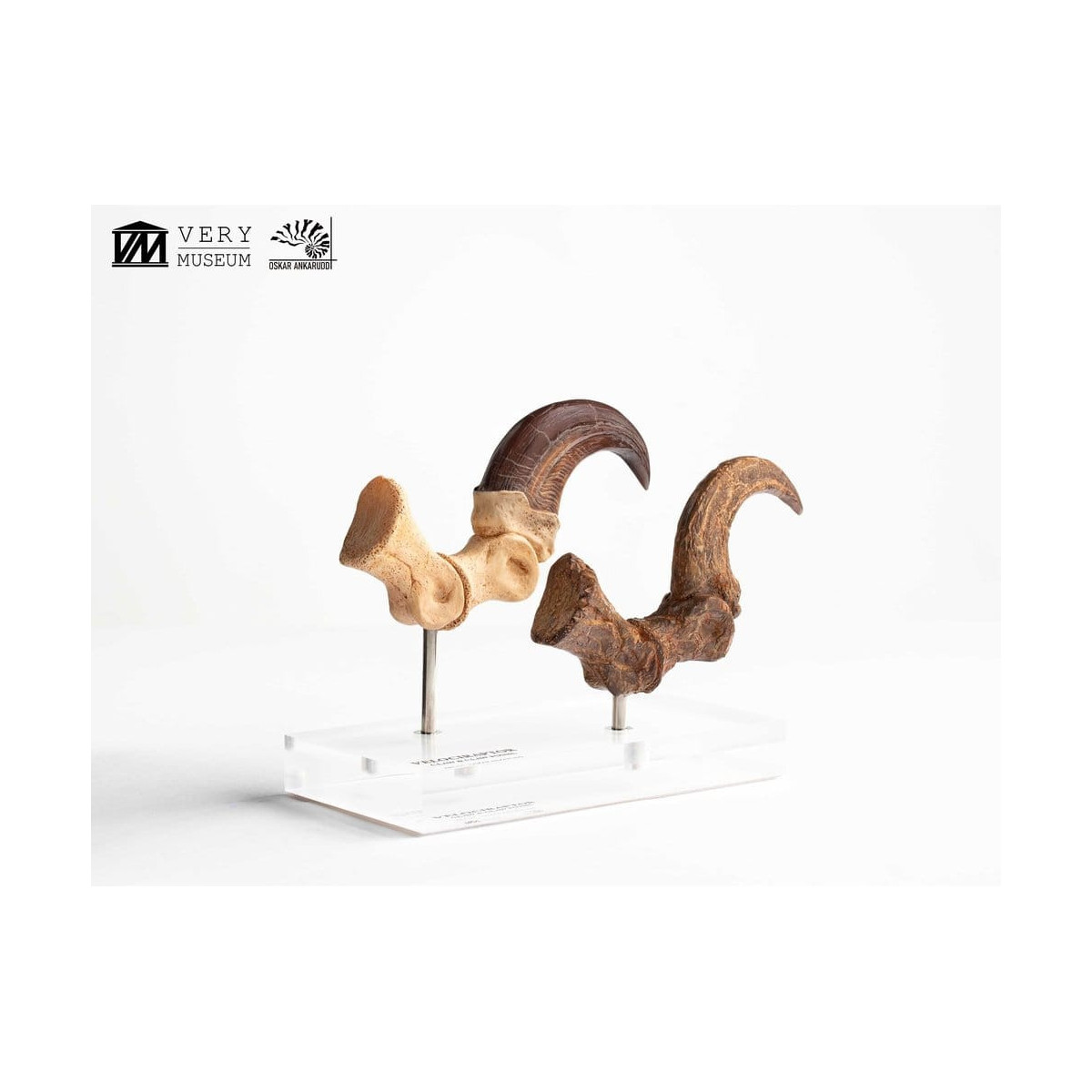 Toynami ECC Elite Creature Collectibles - Velociraptor Fußkralle und Fossilkralle Set - - Jurassic Park