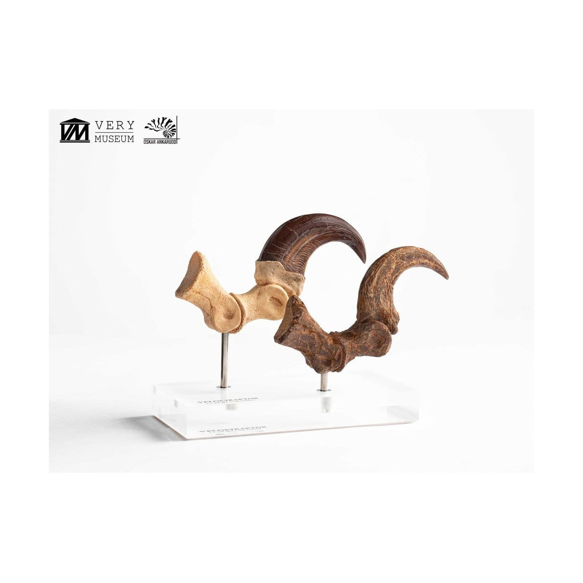Toynami ECC Elite Creature Collectibles - Velociraptor Fußkralle und Fossilkralle Set - - Jurassic Park