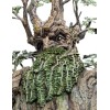 Weta - Leaflock the Ent Statue 1/6 - Der Herr der Ringe