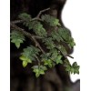 Weta - Leaflock the Ent Statue 1/6 - Der Herr der Ringe