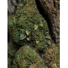 Weta - Leaflock the Ent Statue 1/6 - Der Herr der Ringe
